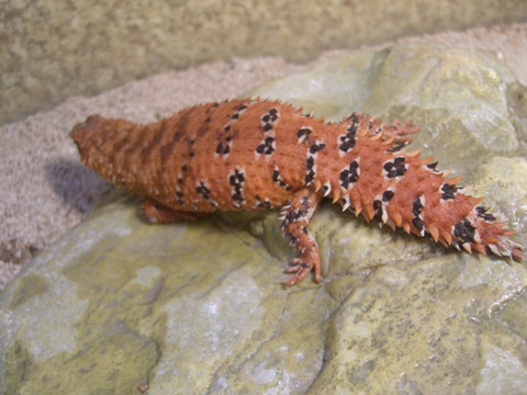 デプレッサイワトカゲ(11)