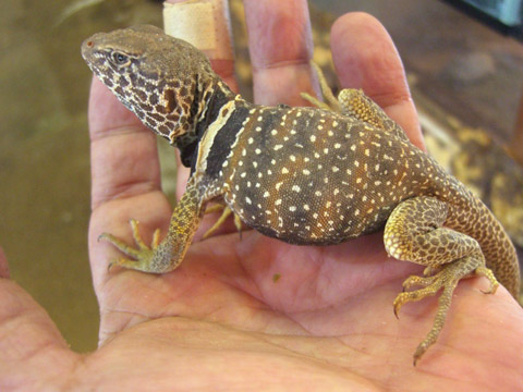 クビワトカゲ(10)