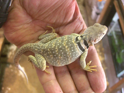 クビワトカゲ(11)