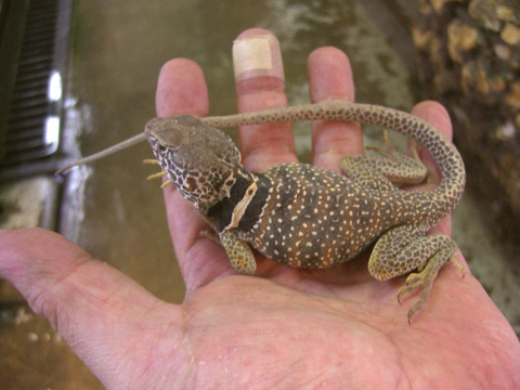 クビワトカゲ(12)