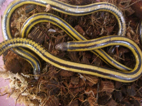 クロスジエンピツトカゲ(1)