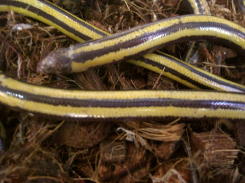 クロスジエンピツトカゲ(2)