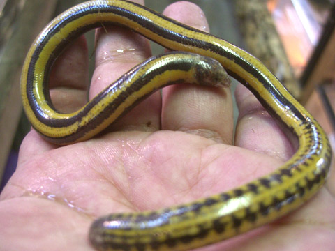 クロスジエンピツトカゲ(3)