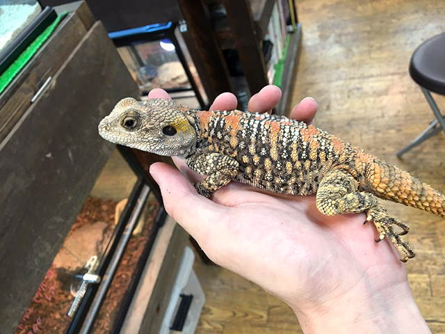 イロヌリアガマ(7)