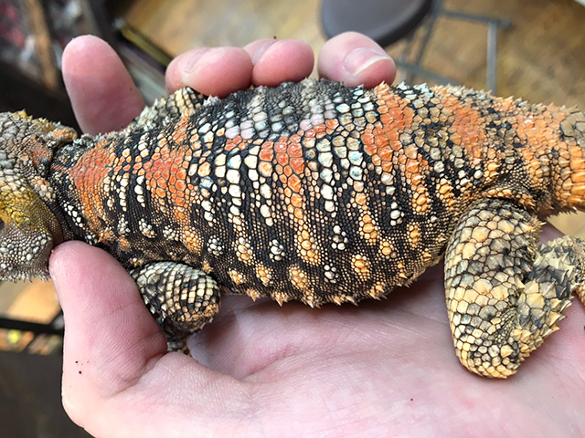 イロヌリアガマ(8)