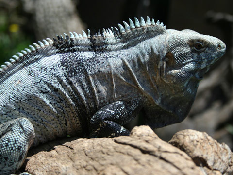 グアテマラスパイニーテールイグアナ(12)