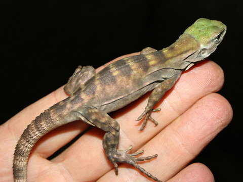 グアテマラスパイニーテールイグアナ(10)