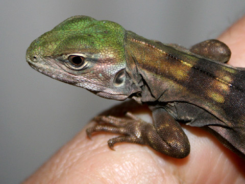 グアテマラスパイニーテールイグアナ(11)