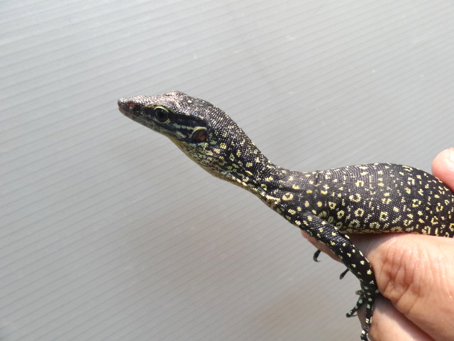 セラムモニター(11)