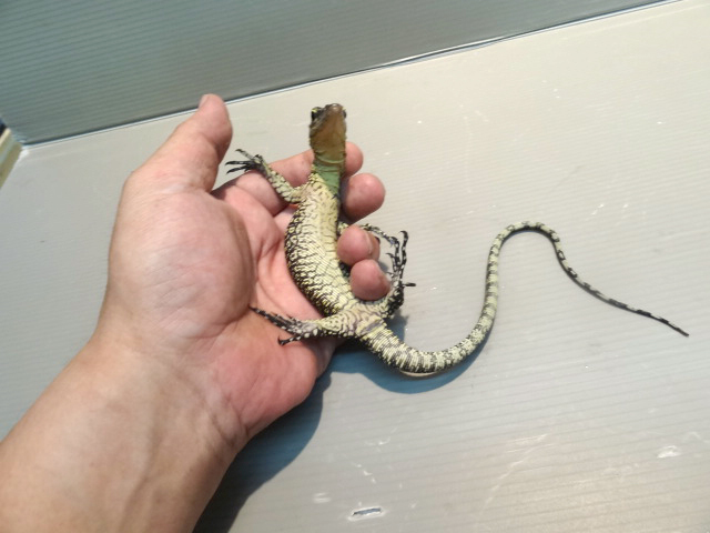 セラムモニター(12)