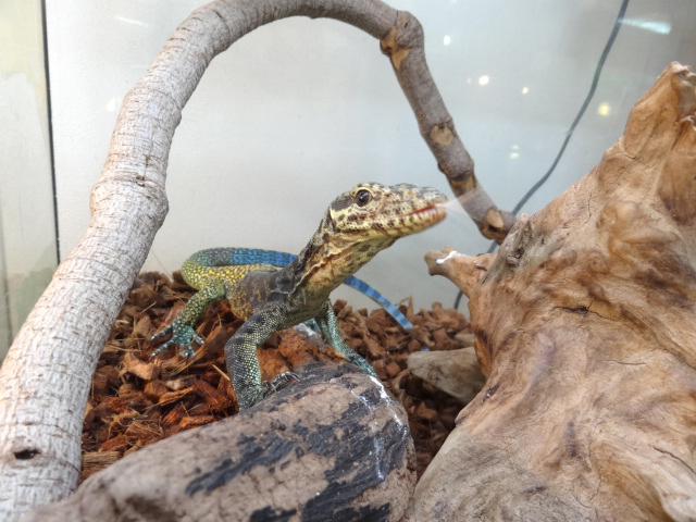 トリカラーモニター(5)