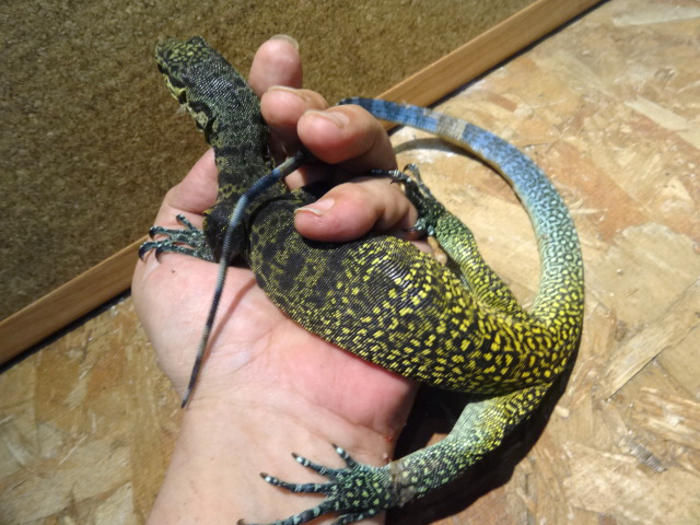 トリカラーモニター(6)