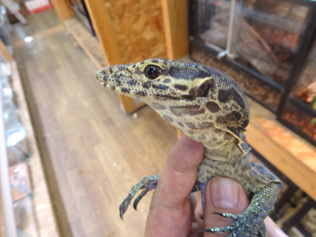 トリカラーモニター(7)