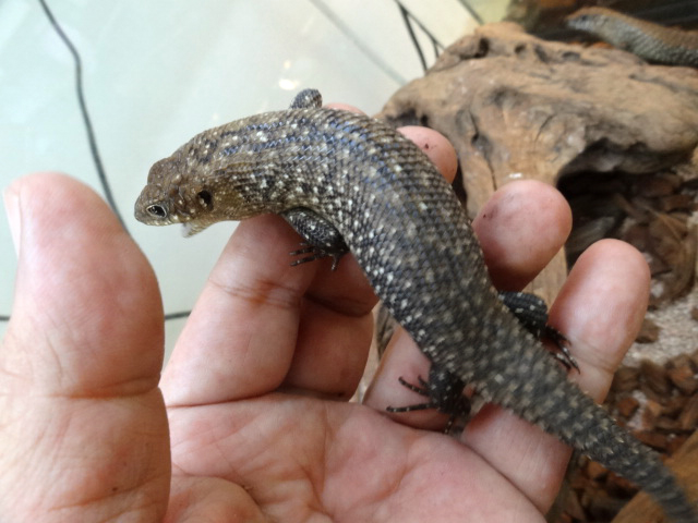 カニンガムイワトカゲ(5)