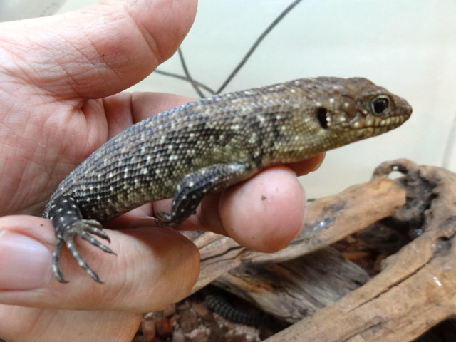 カニンガムイワトカゲ(6)