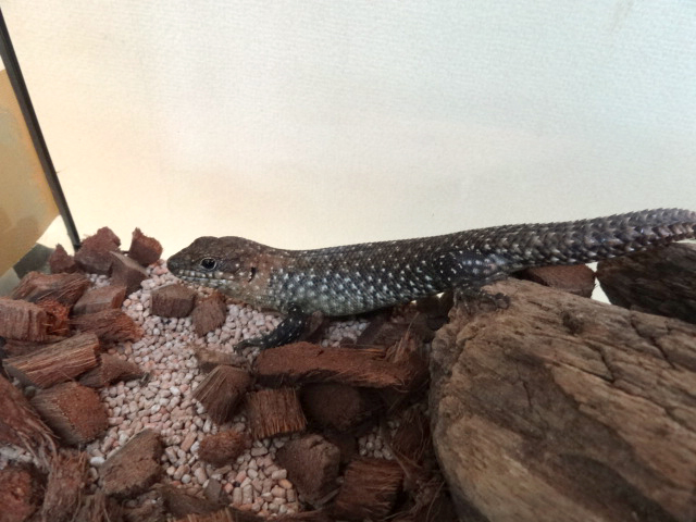 カニンガムイワトカゲ(7)