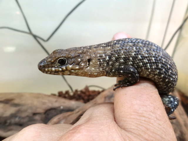 カニンガムイワトカゲ トカゲ図鑑