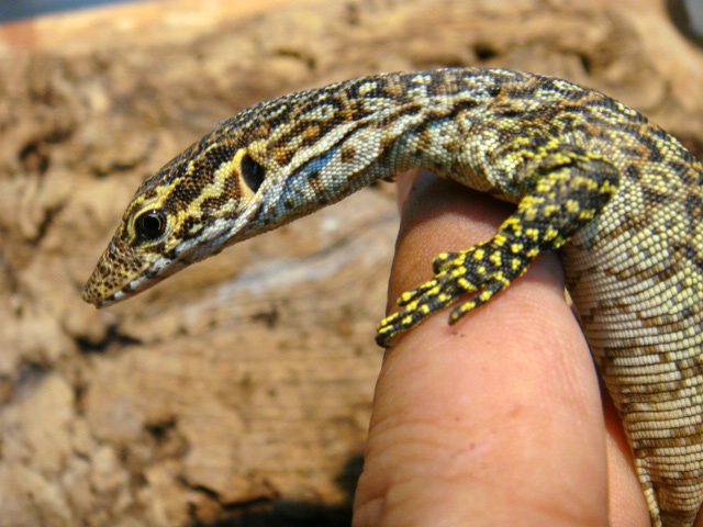 ピーコックモニター(3)