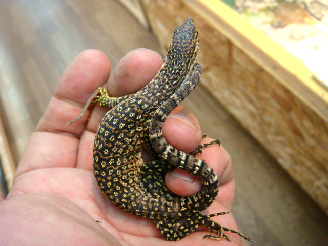 ピーコックモニター(4)