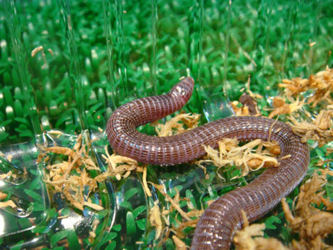 バルカンミミズトカゲ