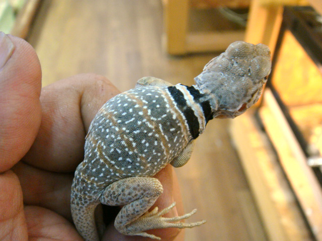 クビワトカゲ(5)