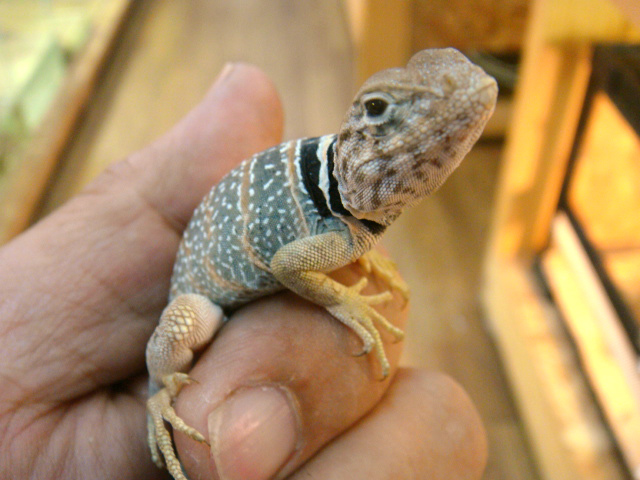 クビワトカゲ(7)