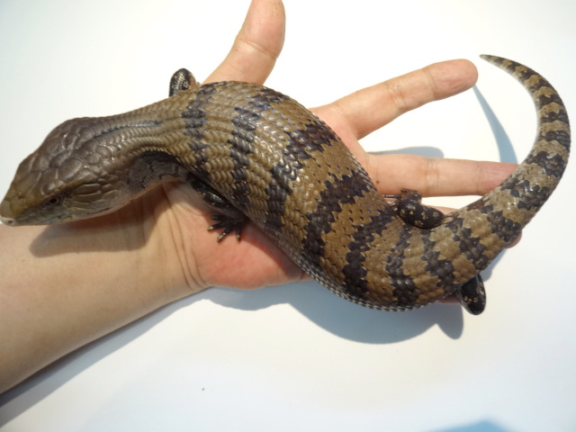 インドネシアアオジタトカゲ(12)