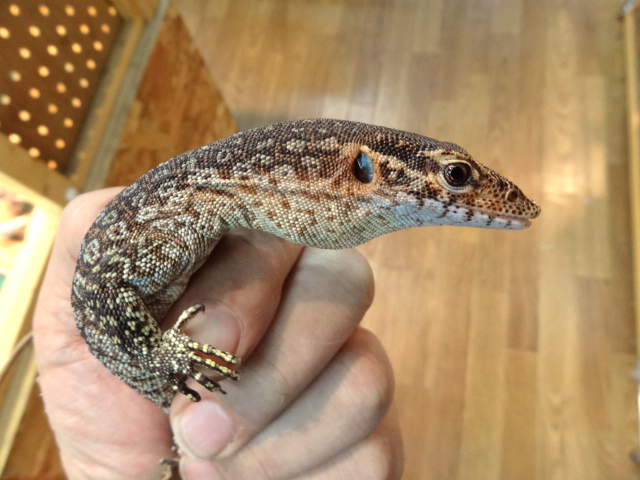 ピーコックモニター(7)