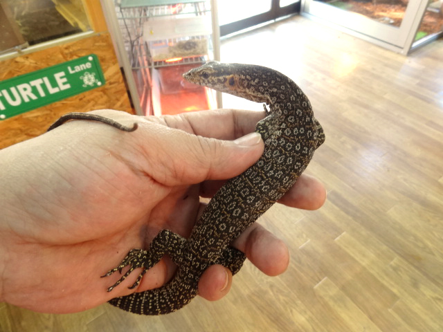 ピーコックモニター(8)