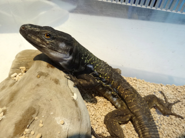 アイセントラウトカナリアカナヘビ(1)