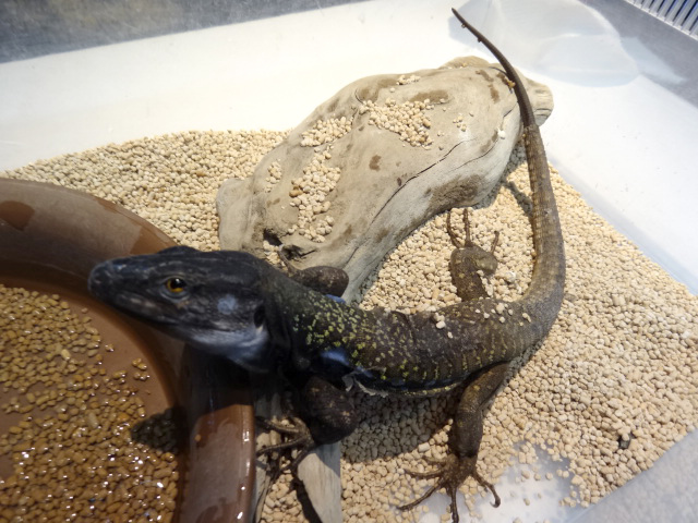 アイセントラウトカナリアカナヘビ(2)