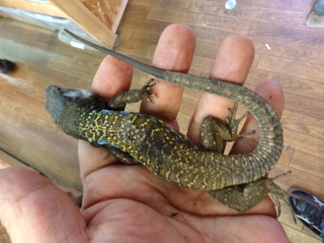 アイセントラウトカナリアカナヘビ(3)