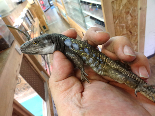 アイセントラウトカナリアカナヘビ(4)