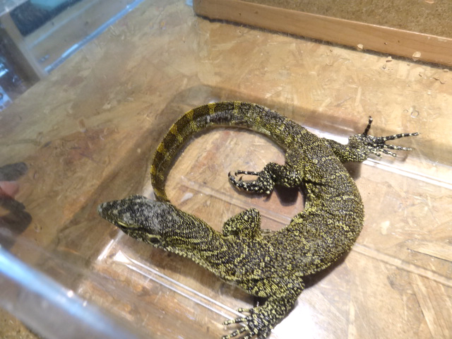 ナイルモニター