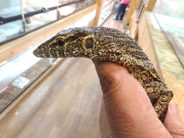 ナイルモニター(3)