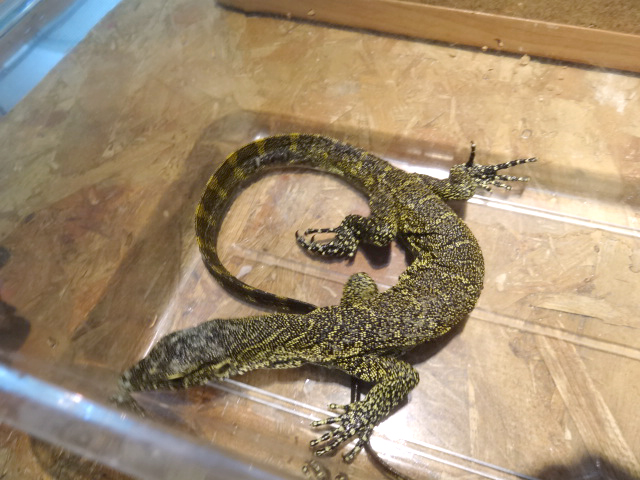 ナイルモニター(2)