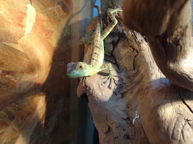 グリーンバシリスク(10)