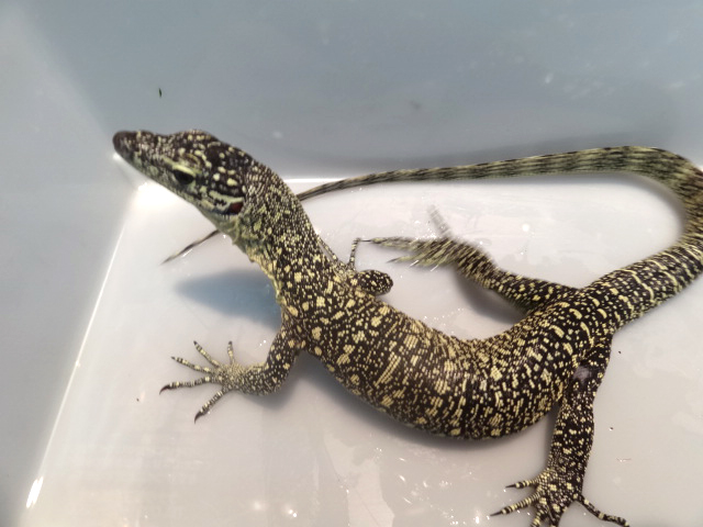 セラムモニター(1)