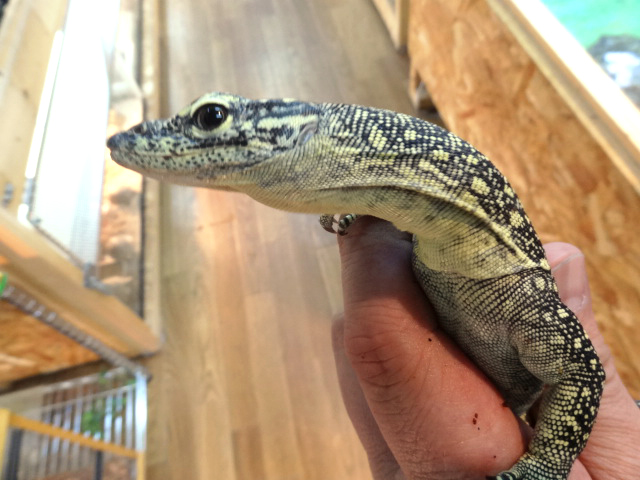 セラムモニター(2)