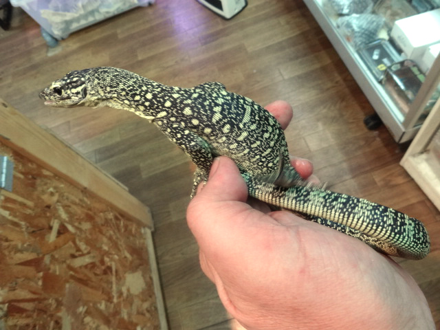 セラムモニター(3)