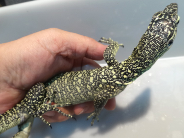 セラムモニター(4)