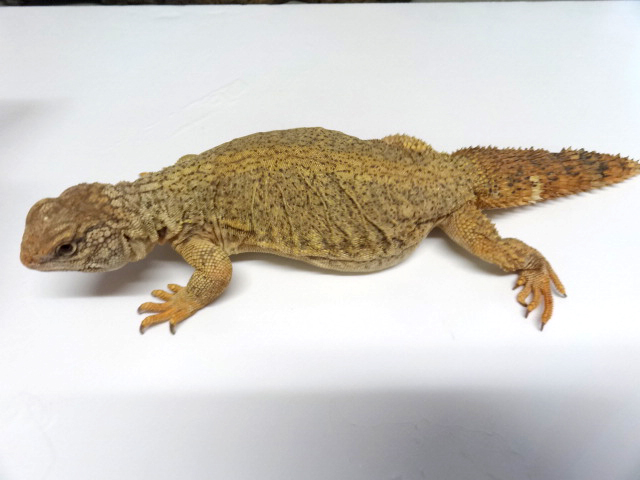 ディスパートゲオアガマ(1)