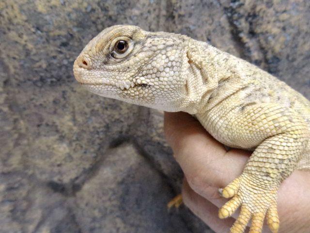 ディスパートゲオアガマ(2)