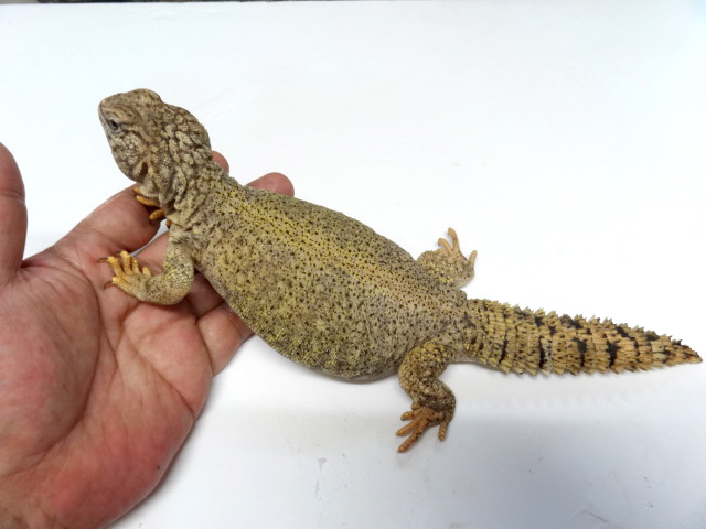 ディスパートゲオアガマ(3)