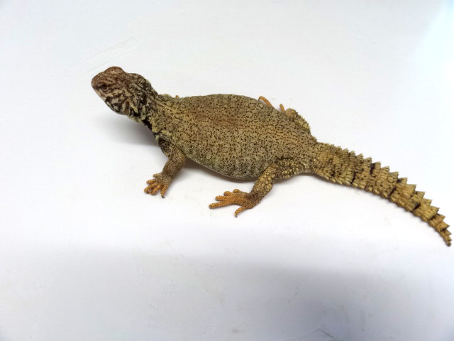 ディスパートゲオアガマ(4)