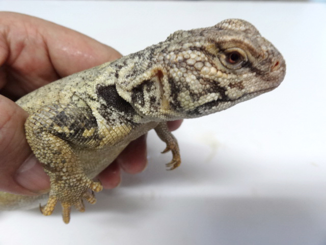 ディスパートゲオアガマ(5)