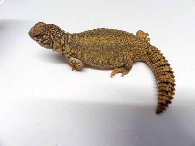 ディスパートゲオアガマ(6)