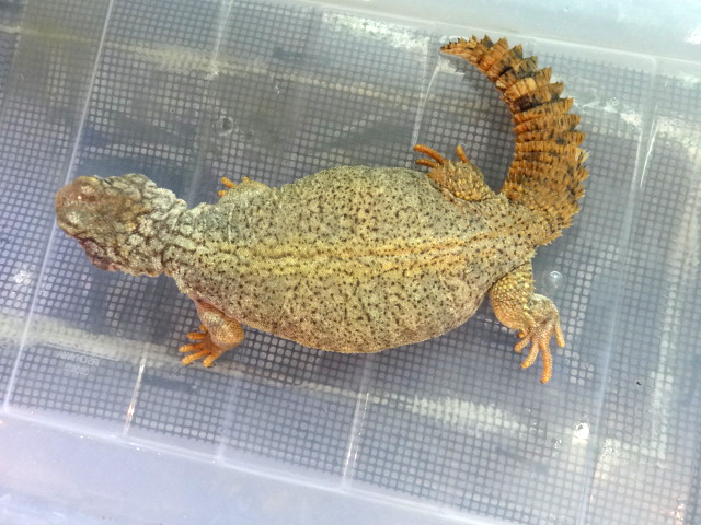 ディスパートゲオアガマ(7)