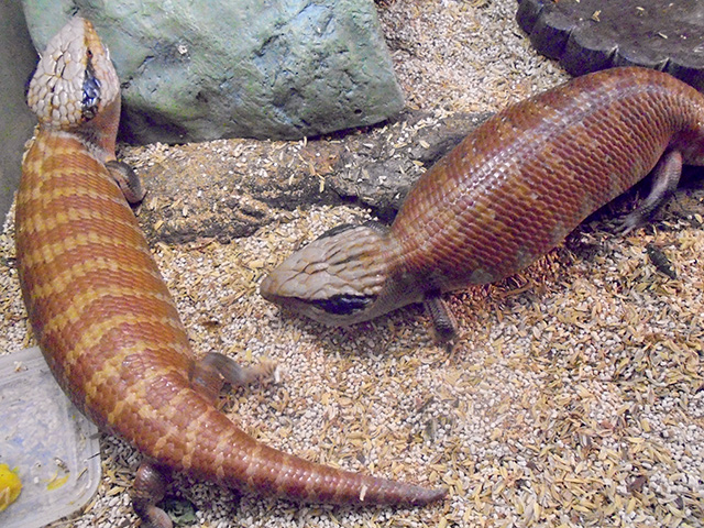 チュウオウアオジタトカゲ(1)