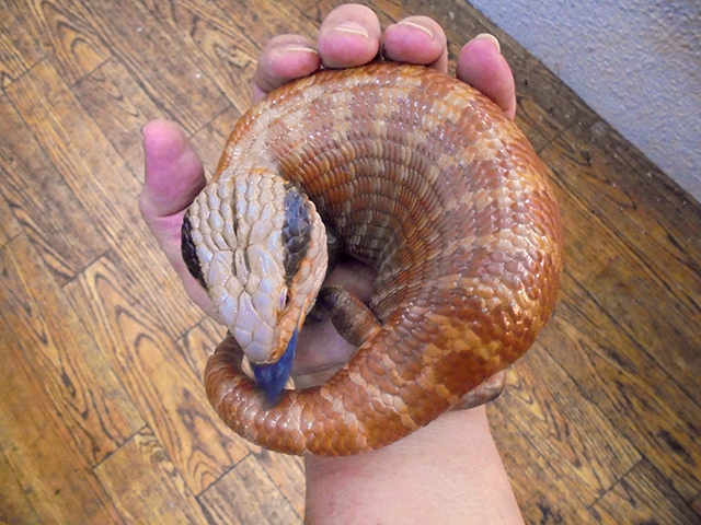 チュウオウアオジタトカゲ(2)